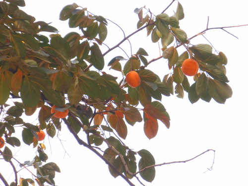 Ripe Persimmons.